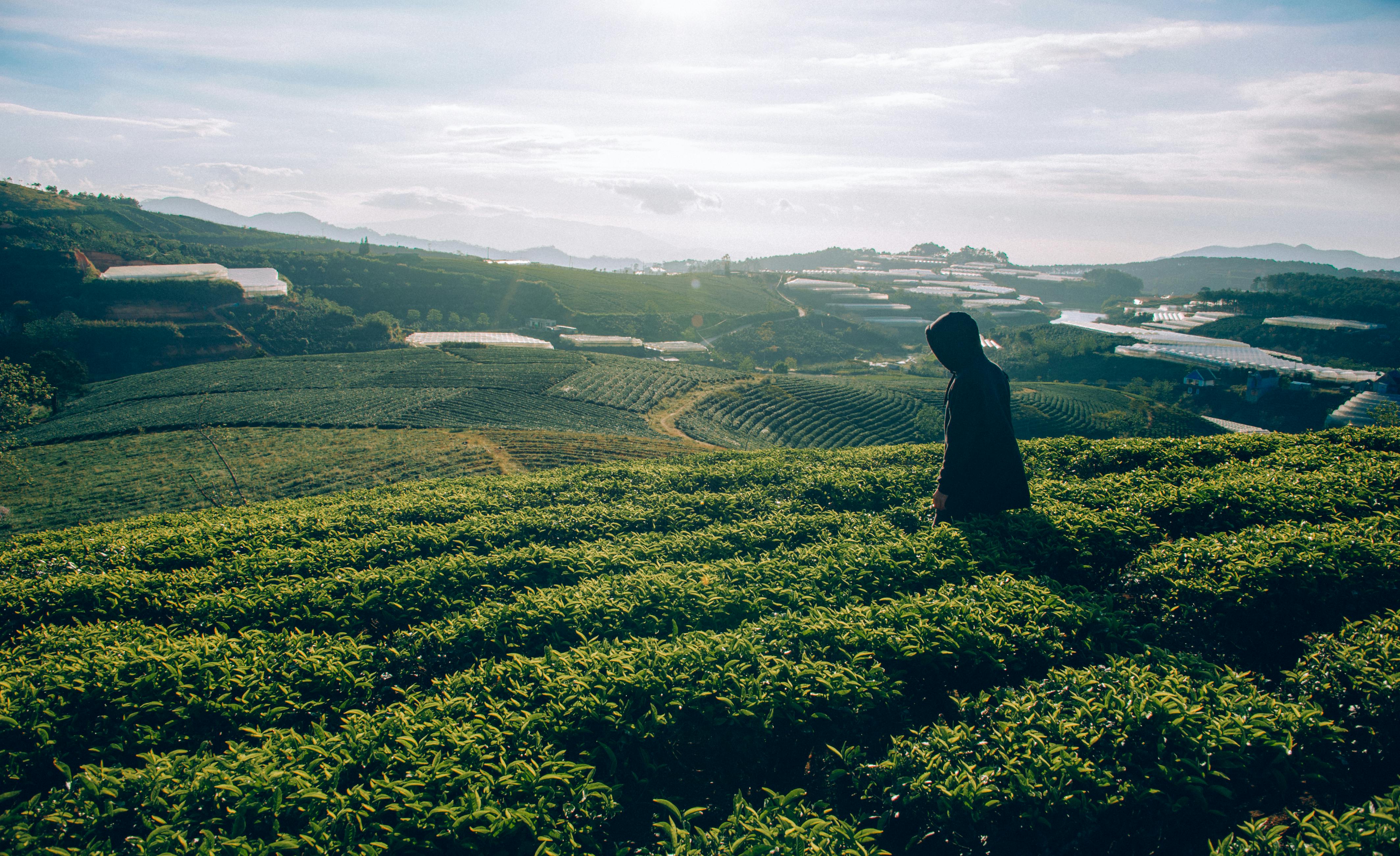 Light green landscape representing Darjeeling