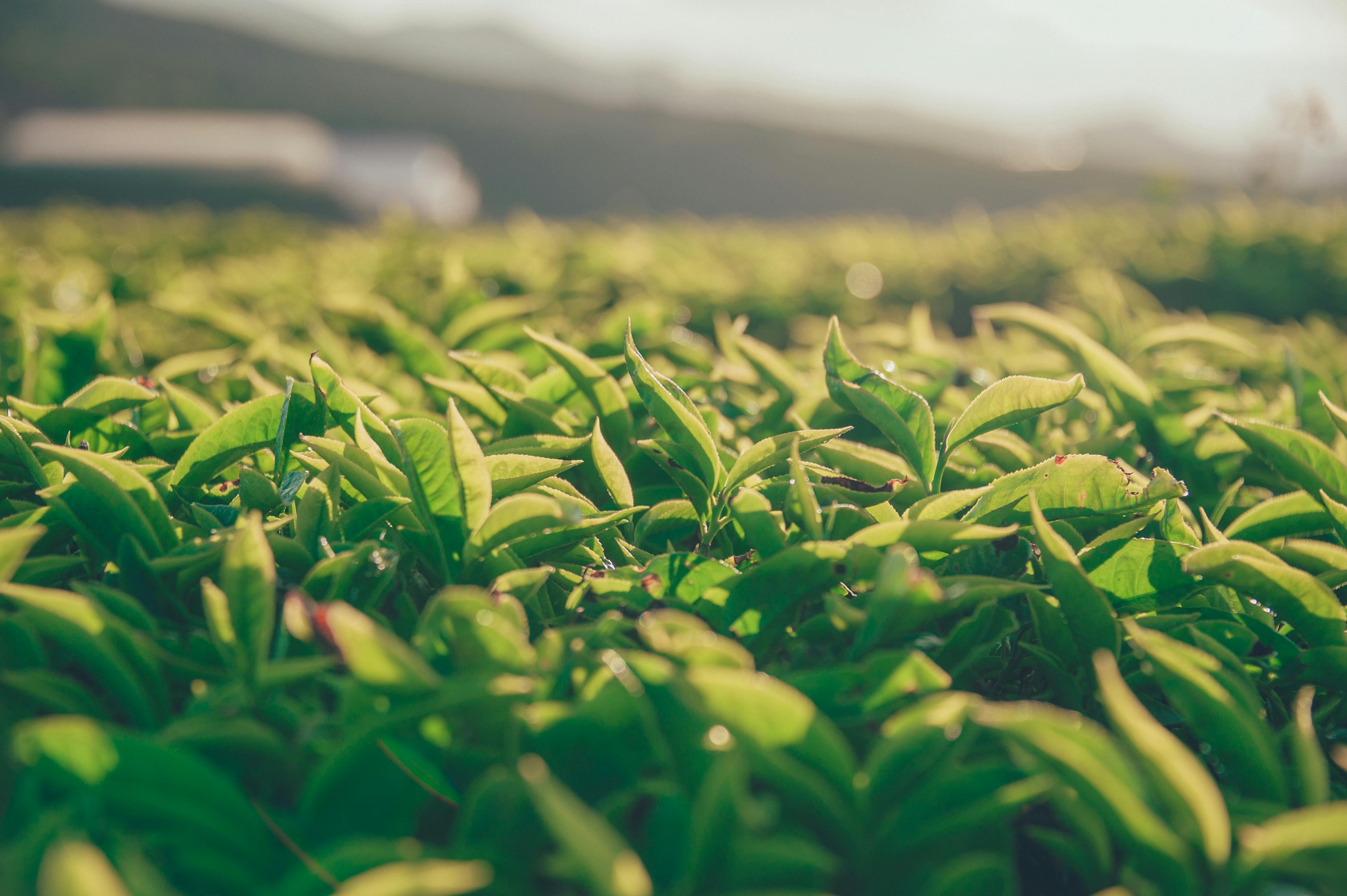 Aerial landscape of tea gardens in the Himalayas